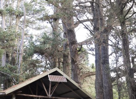Log Cabin, Roberston_17