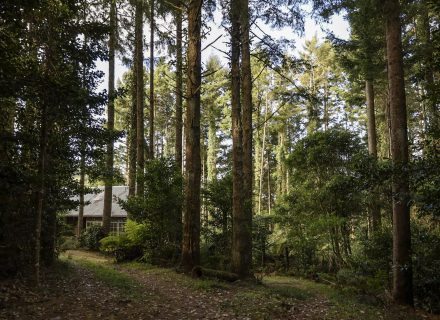 Log Cabin, Roberston_5