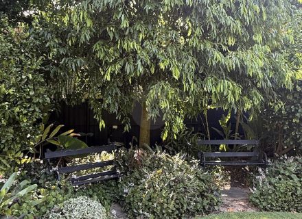 MACMILLAN HOLUSE DARLING POINT - GARDENS19