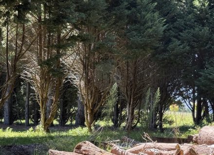 MON AMOUR - GARDENS35