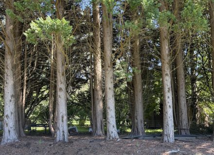 MON AMOUR - GARDENS48