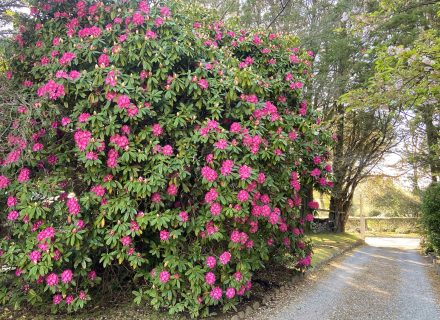 Moss Vale House, Burradoo 10