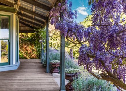 Orange Blossom, Kilmore 21