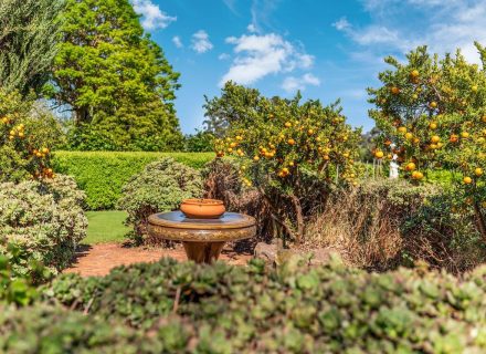 Orange Blossom, Kilmore 23
