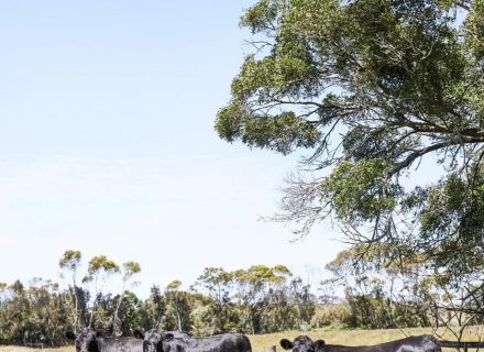 Orchard House, Birregurra-26