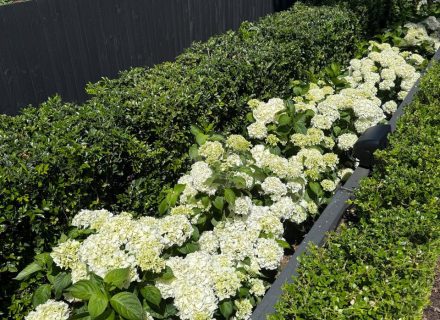 PERSEPHONE, Bellevue Hill GARDENS 13