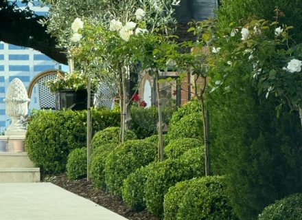 PERSEPHONE, Bellevue Hill GARDENS 14