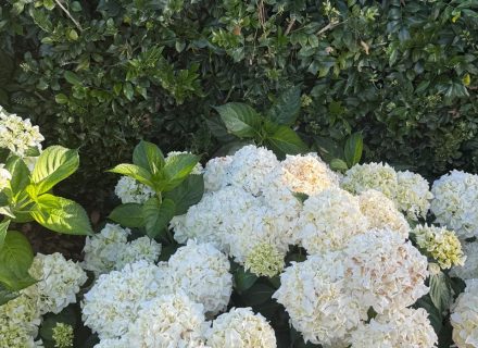 PERSEPHONE, Bellevue Hill GARDENS 16