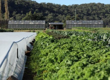 Paddock-to-green-house.jpg