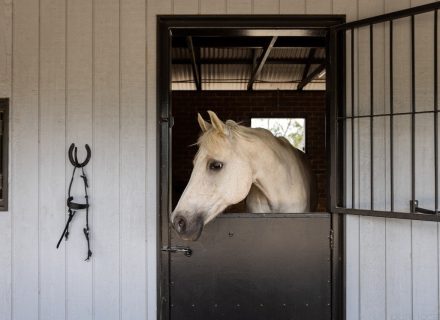 Paradise Ranch, Terry Hills 19