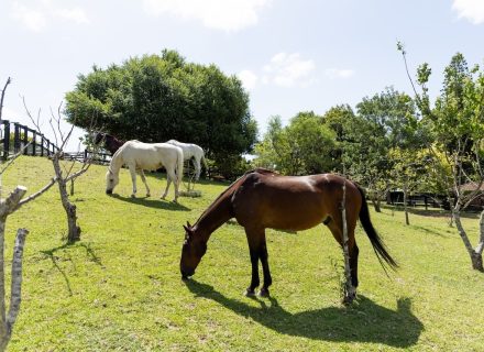 Paradise Ranch, Terry Hills 38