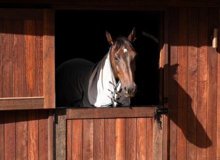 Motif Group | Stables
