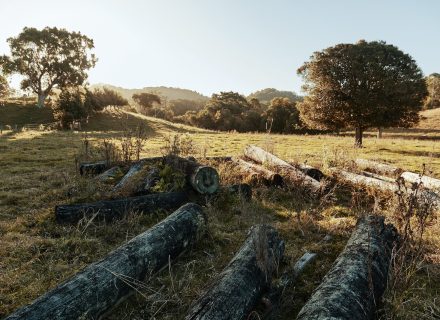 Pasture Studio, Mooball 14