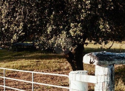 Pasture Studio, Mooball 54