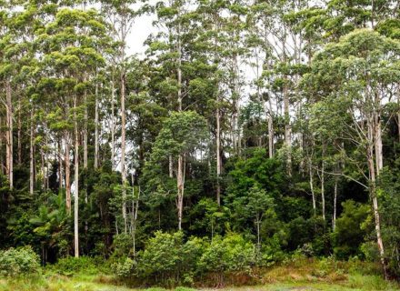 Peacekeeper Estate, Dorroughby-74