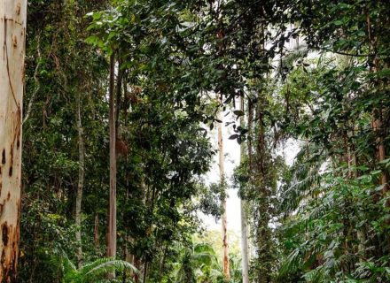 Peacekeeper Estate, Dorroughby-76