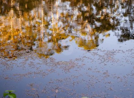 Peacekeeper Estate, Dorroughby-84