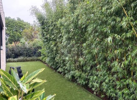 Pedestals, Bulimba-50