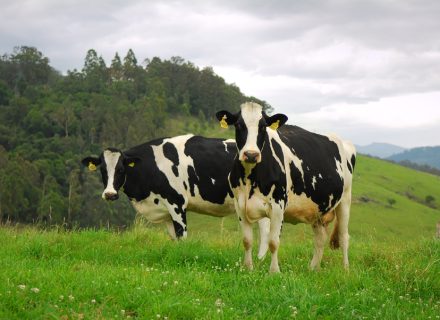 Pure-LocationsLocal-Cows.jpg