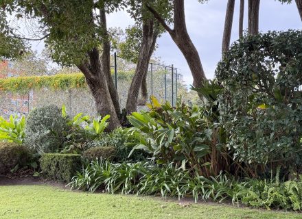Queens Gambit, Randwick_5