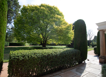 ROSEMONT ESTATE, Burradoo1