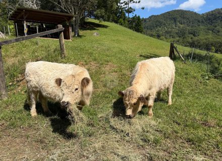 Rawhide Ranch, Currumbin Valley-11