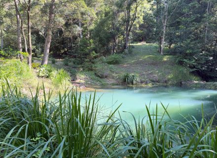 garden established pool