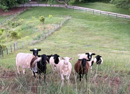 Rawhide Ranch, Currumbin Valley-18