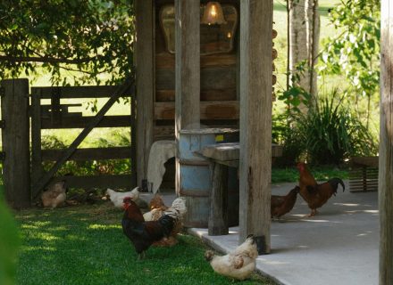 Rawhide Ranch, Currumbin Valley-21