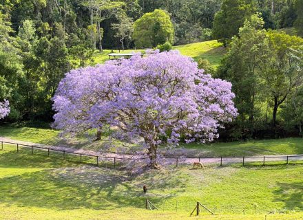 Rawhide Ranch, Currumbin Valley-33