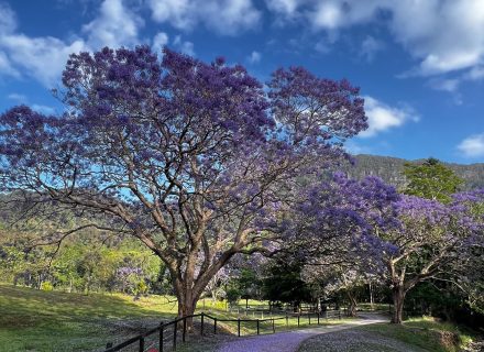 Rawhide Ranch, Currumbin Valley-35