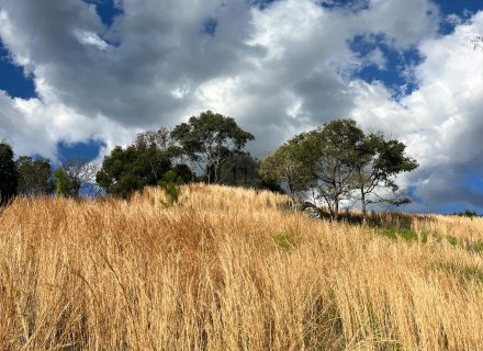 Rawhide Ranch, Currumbin Valley-43