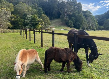 Rawhide Ranch, Currumbin Valley-45