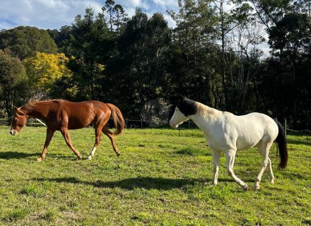 Rawhide Ranch, Currumbin Valley-46
