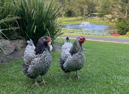 Reverance, Doonan-01