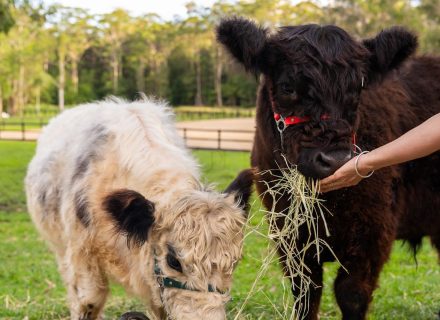 Reverance, Doonan-16