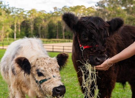 Reverance, Doonan-17