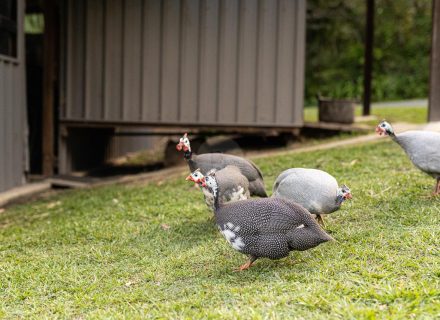 Reverance, Doonan-19