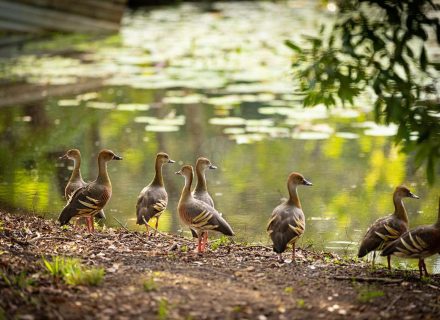 Reverance, Doonan-20