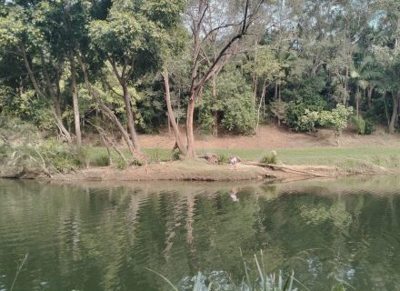 Riverbend, Bunya-25