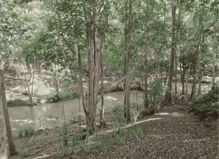Riverbend, Bunya-50