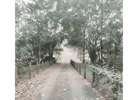 Riverbend, Bunya-52
