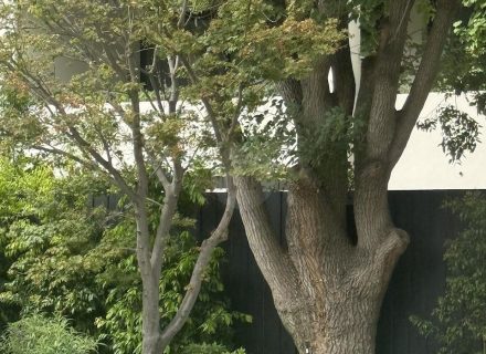 STORM FRONT FRONT GARDENS9