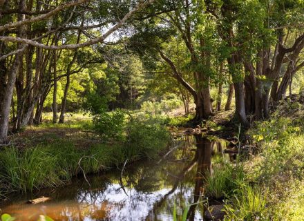 Saddlebrook, Newrybar-36