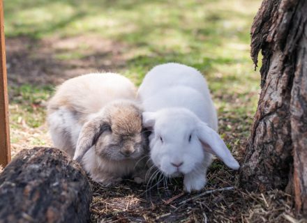 Saltwater Homestead, Yamba-14