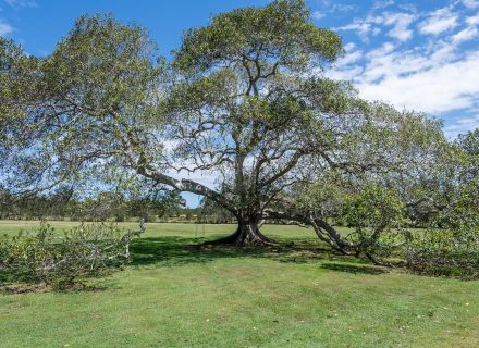 Saltwater Homestead, Yamba-4
