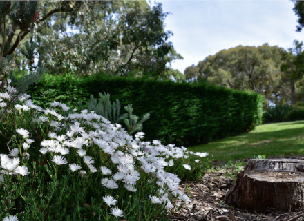 Olea Estate, Lauriston