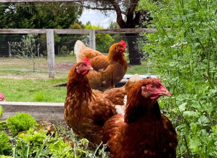 Silk Cottage, Mornington-07