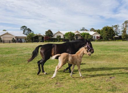 Somersby-Homestead-Somersby-17.jpeg