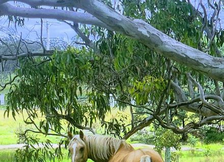 Spirit, Cottonvale-30